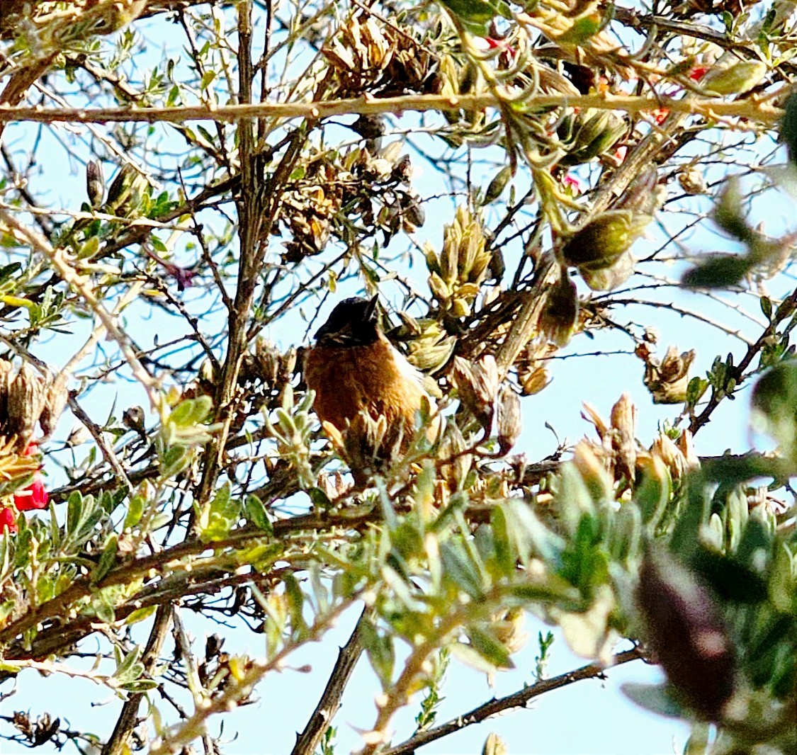 Black-throated Flowerpiercer - ML623762199