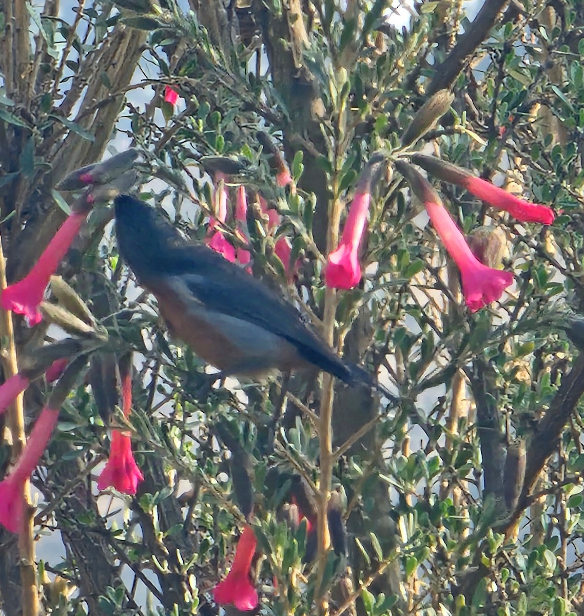 Black-throated Flowerpiercer - ML623762201