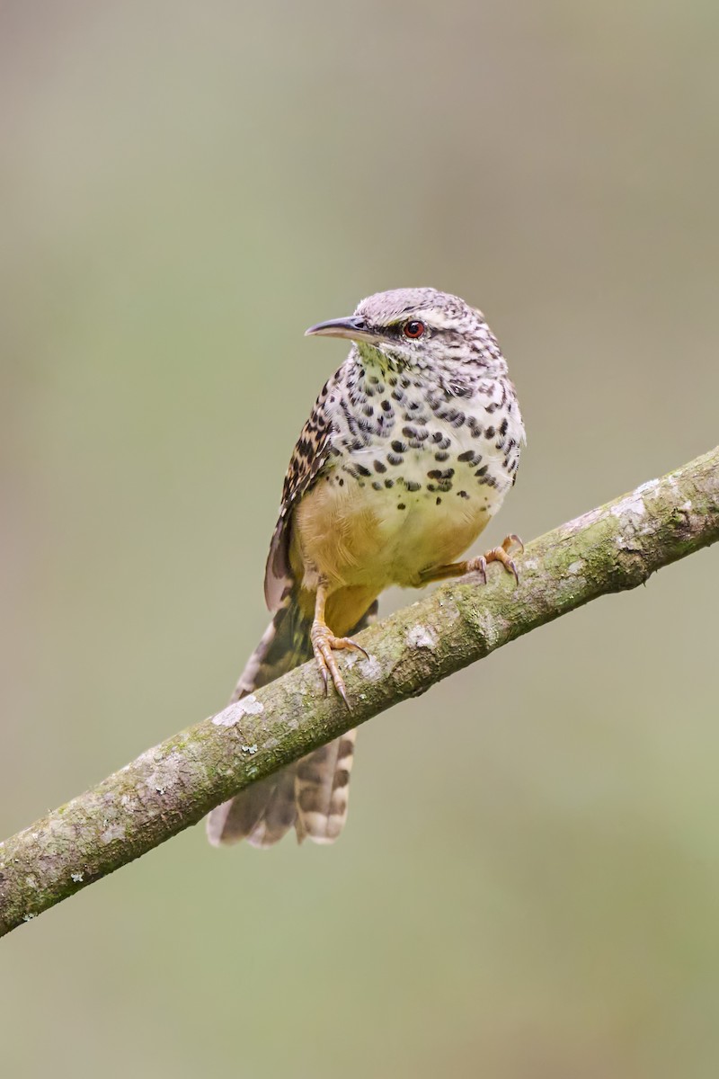 Band-backed Wren - ML623762206