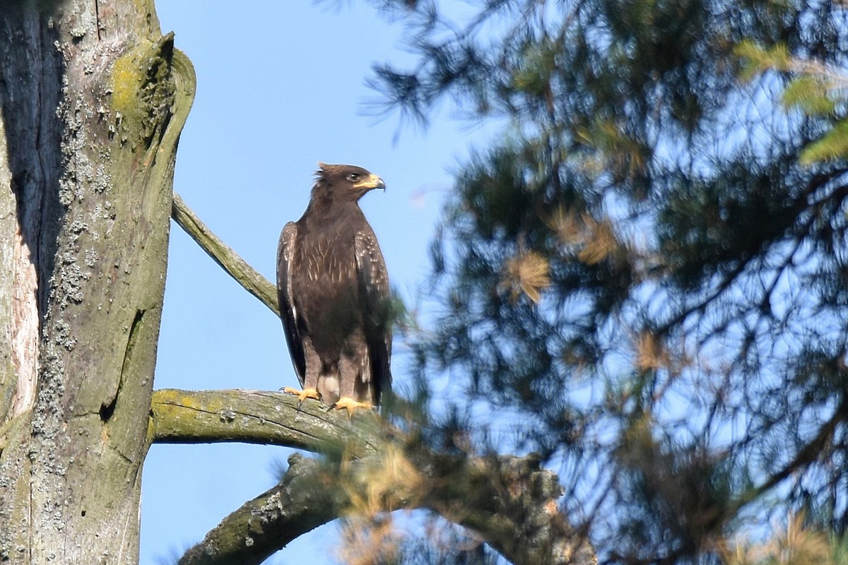 Águila Pomerana - ML623762208