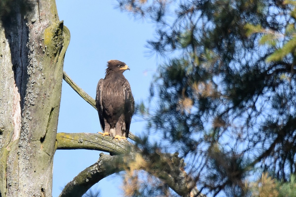 Águila Pomerana - ML623762209