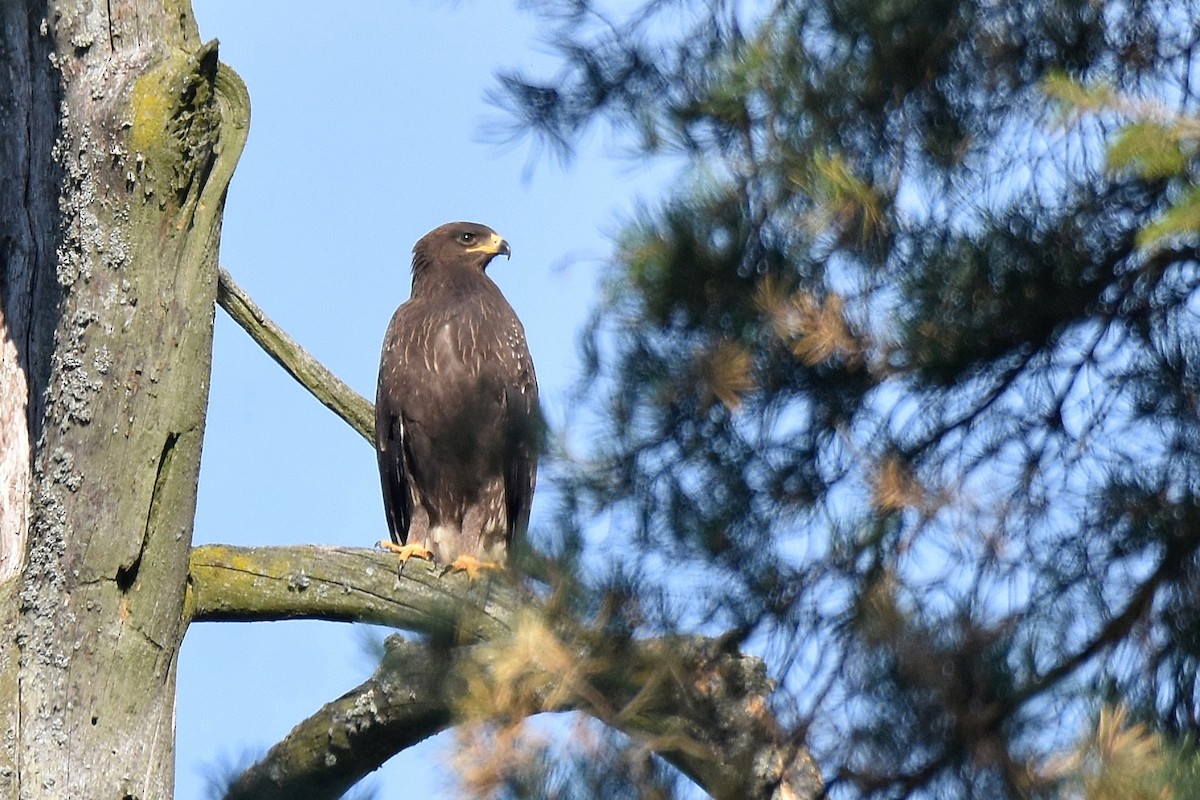 Águila Pomerana - ML623762232