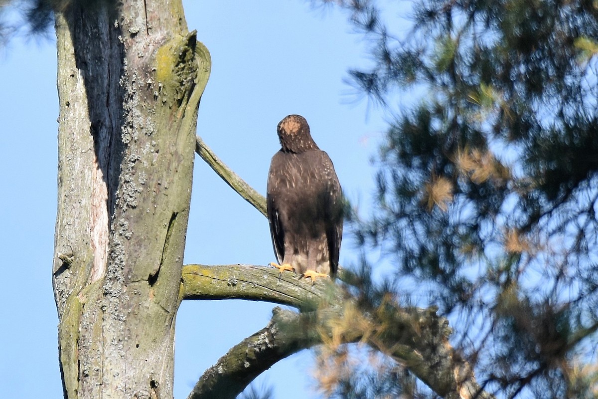 Águila Pomerana - ML623762234