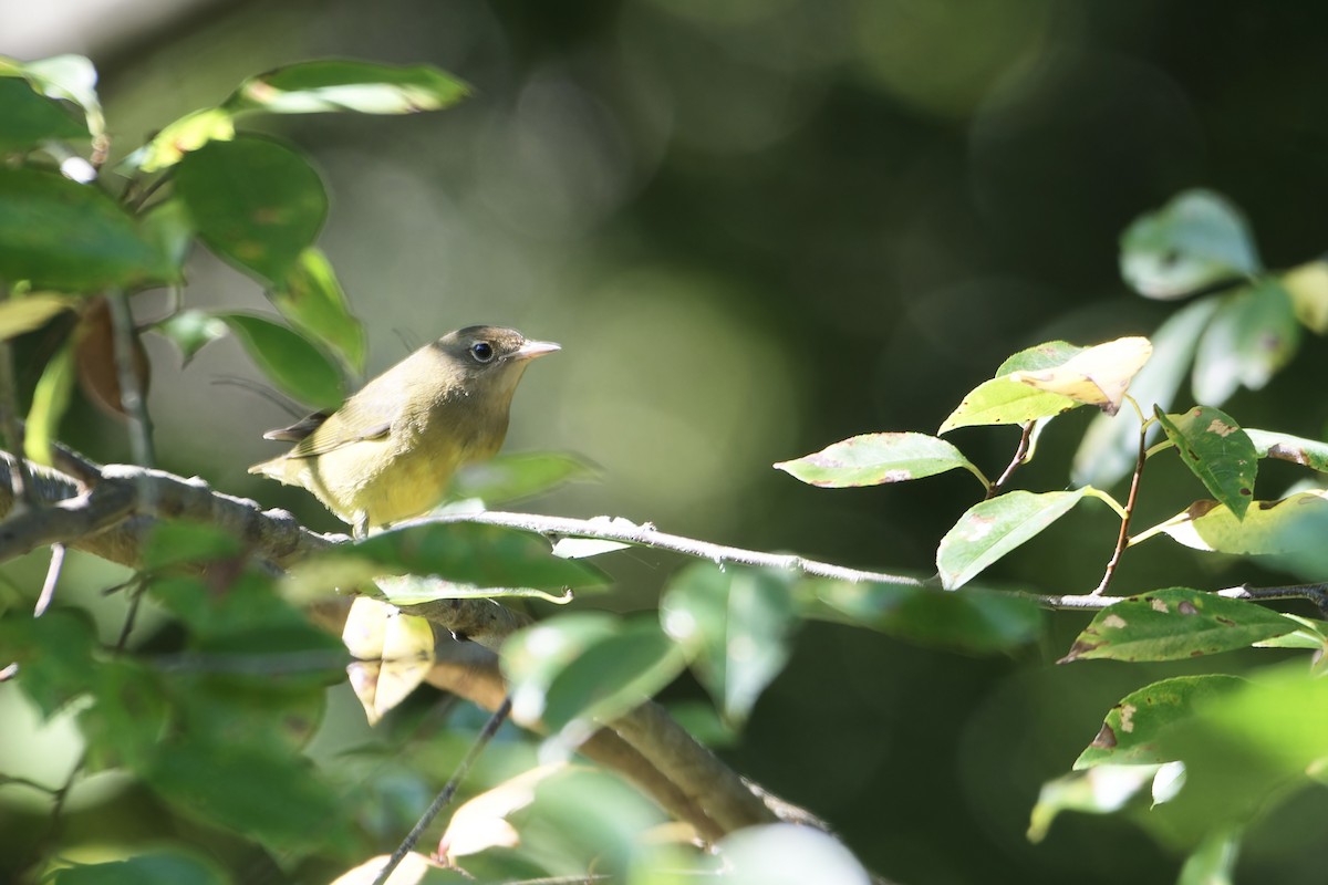 Connecticut Warbler - ML623762235