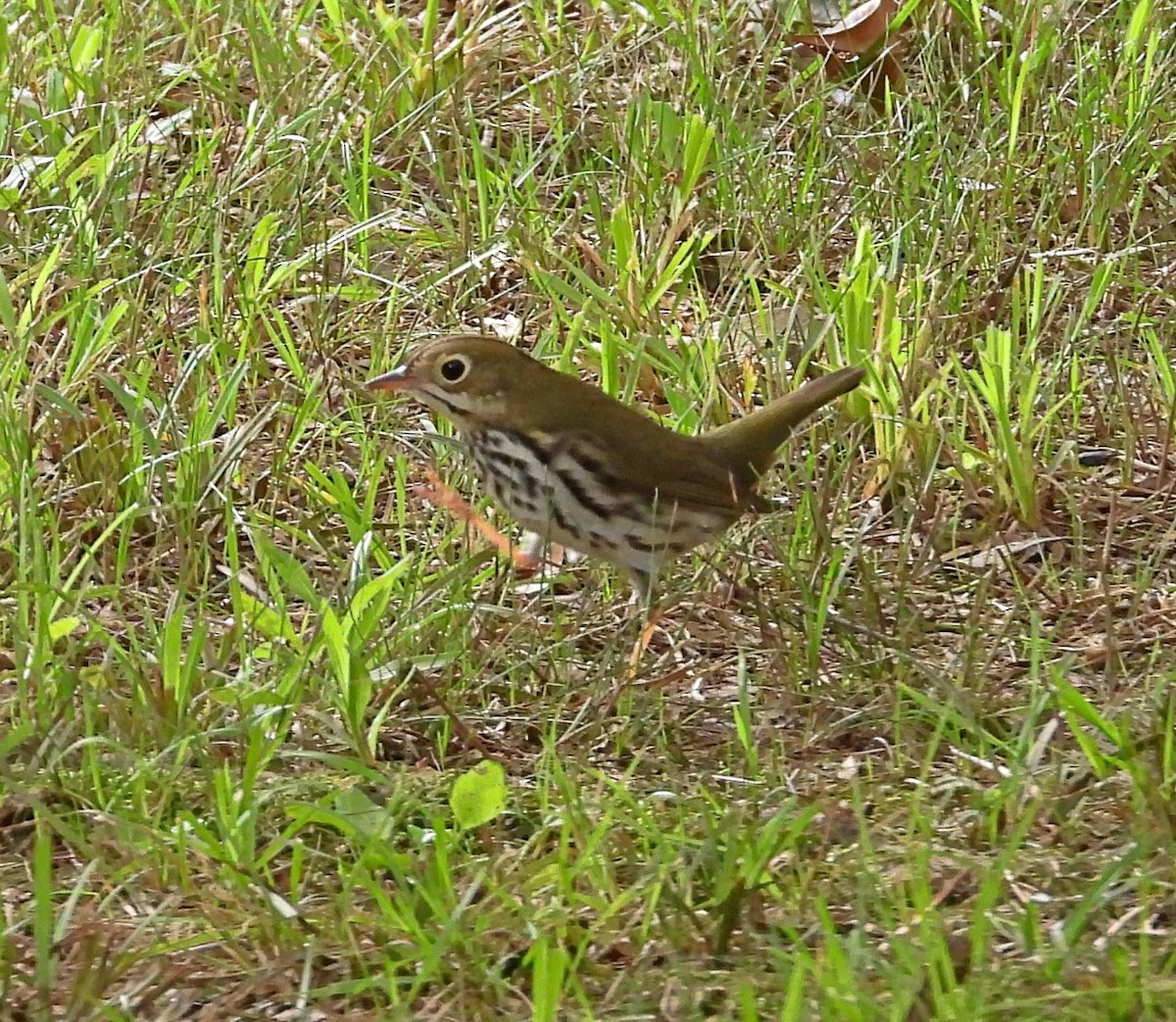 Paruline couronnée - ML623762250