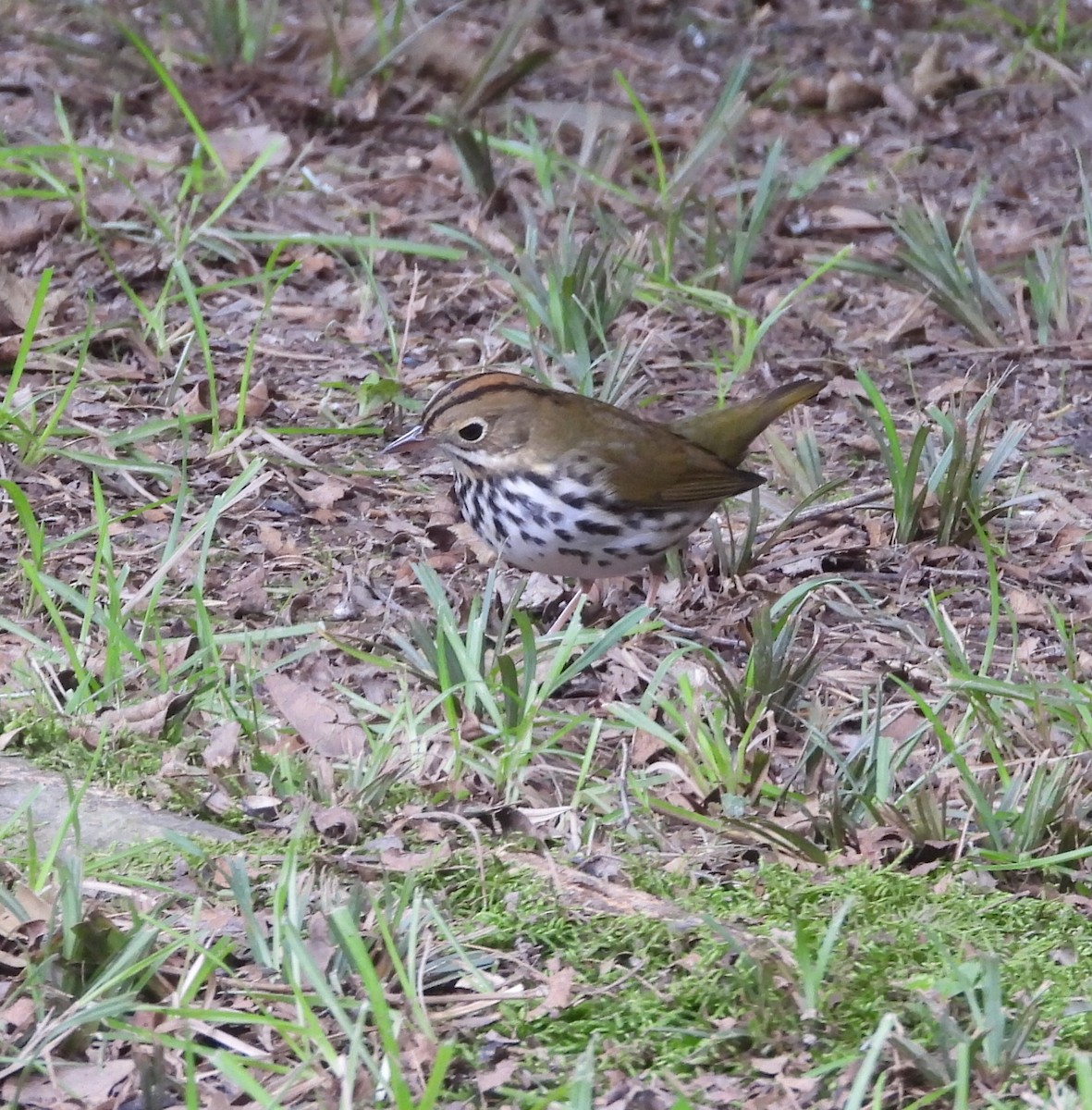 Paruline couronnée - ML623762252