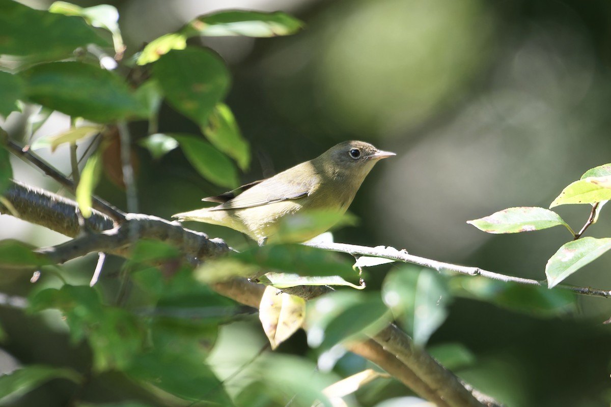 Connecticut Warbler - ML623762255