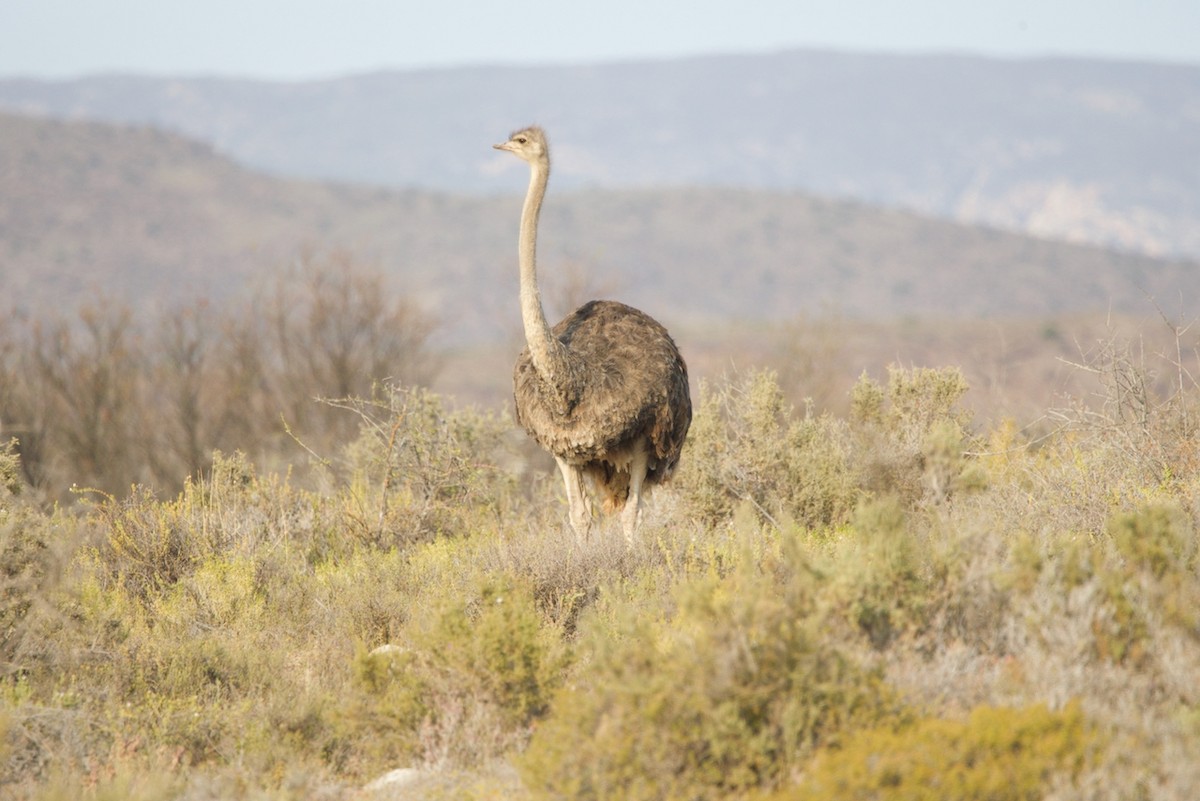 Common Ostrich - ML623762256