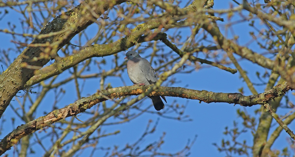 Stock Dove - Andrew Steele