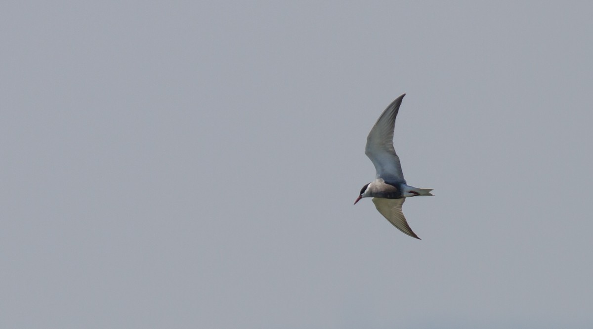 Whiskered Tern - ML623762267