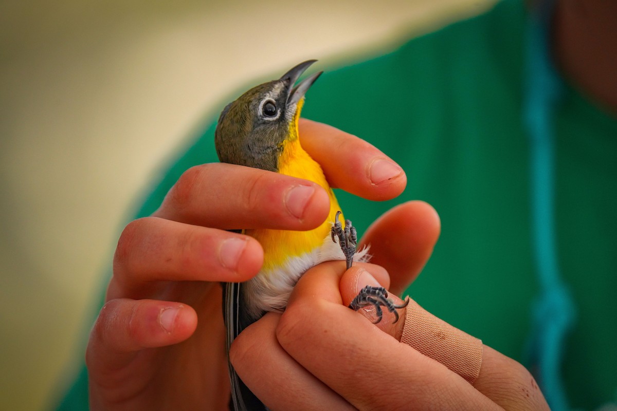 Yellow-breasted Chat - ML623762268