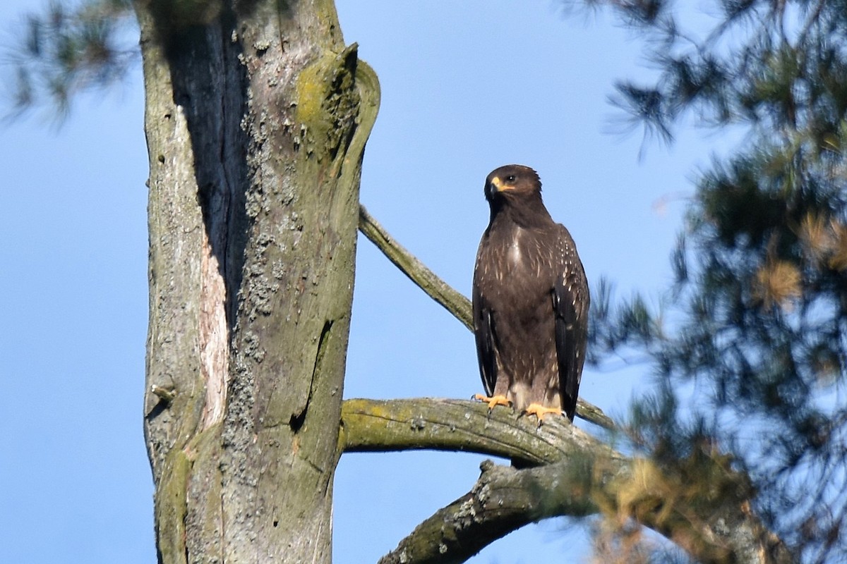 Águila Pomerana - ML623762272