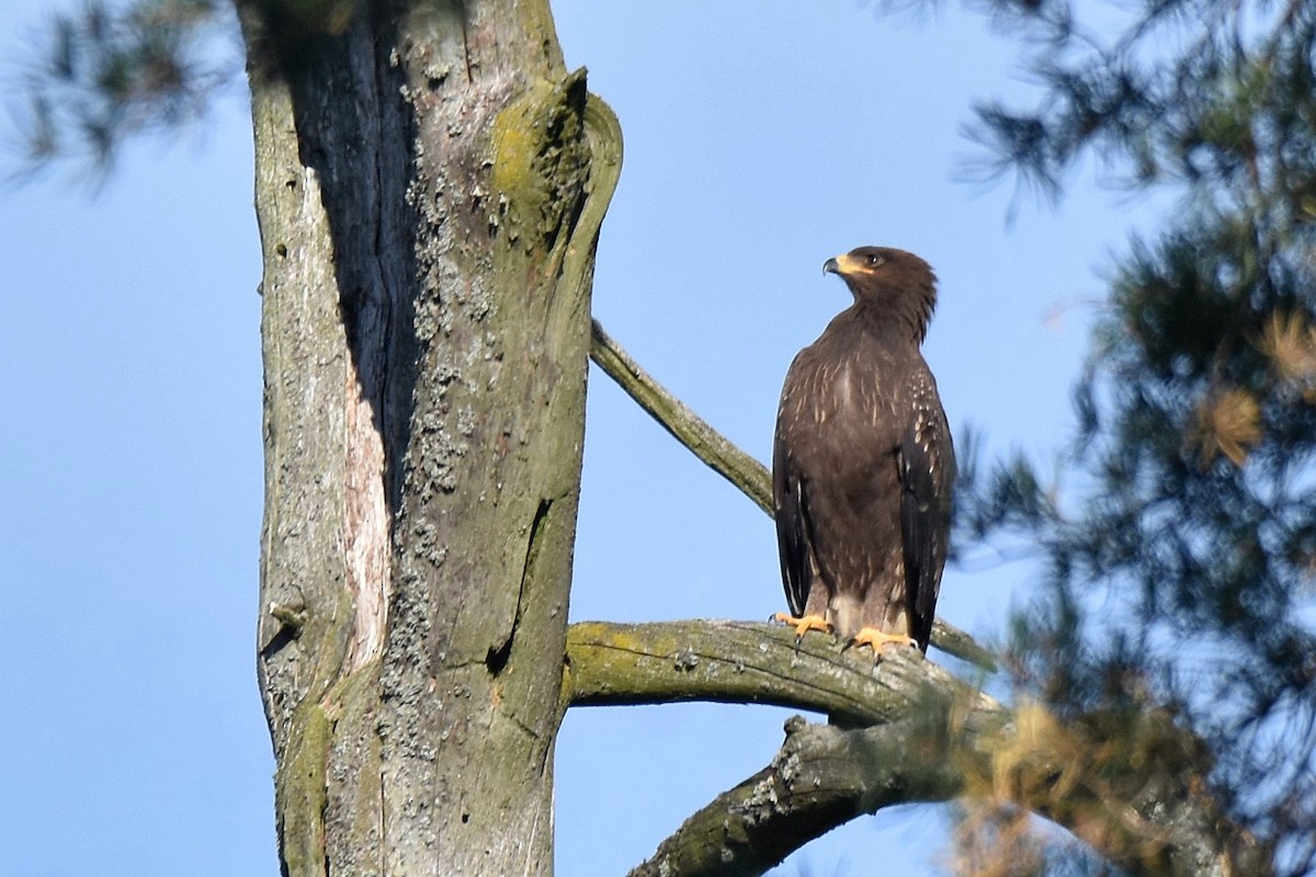 Águila Pomerana - ML623762274