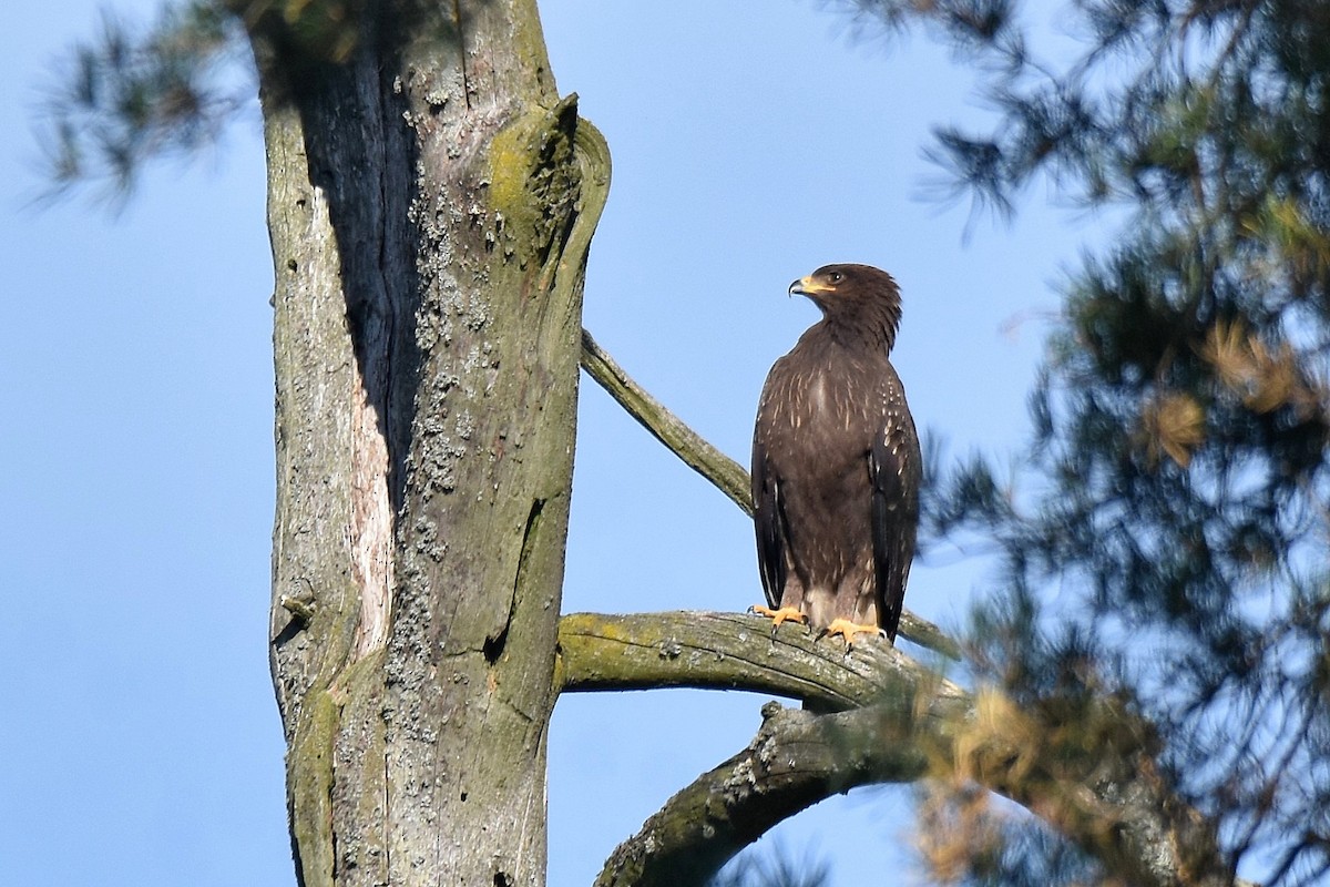 Lesser Spotted Eagle - Lukasz Pulawski