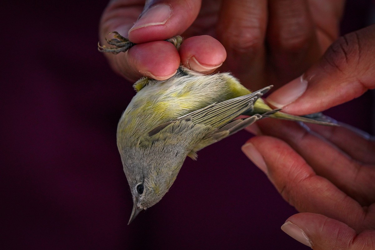 Orange-crowned Warbler - ML623762280