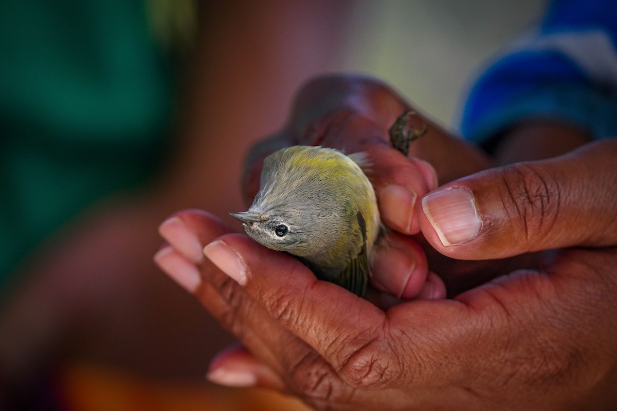 Orange-crowned Warbler - ML623762281