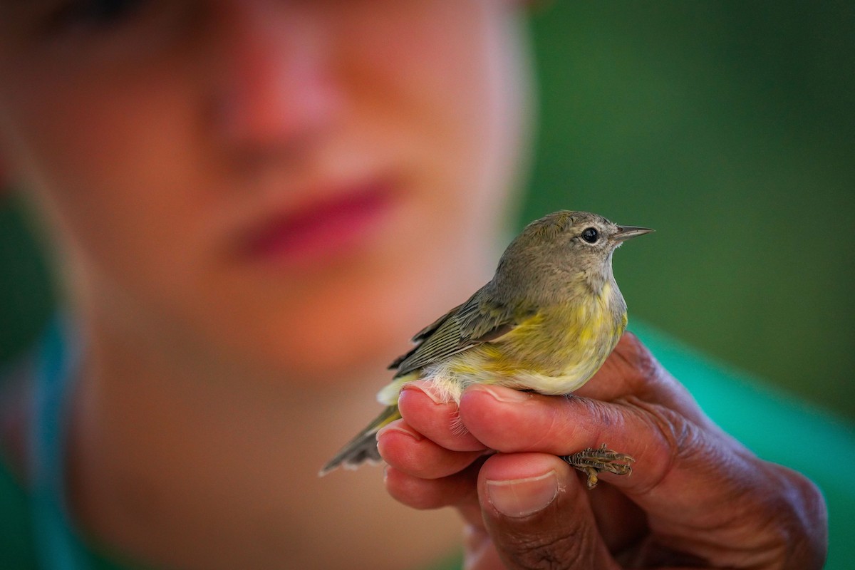 Orange-crowned Warbler - ML623762283