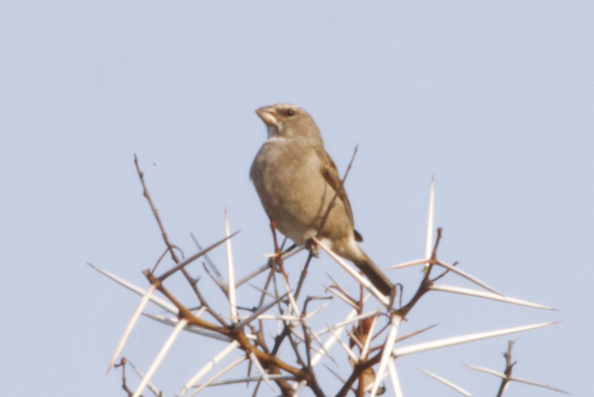 White-throated Canary - ML623762313