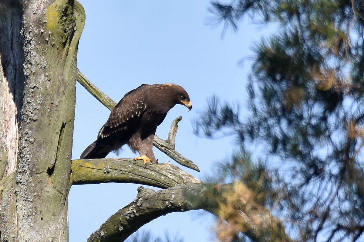 Águila Pomerana - ML623762350