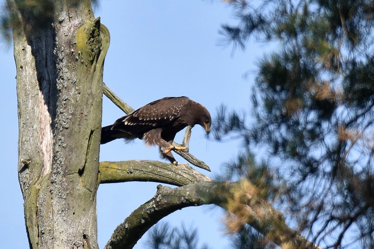 Águila Pomerana - ML623762351