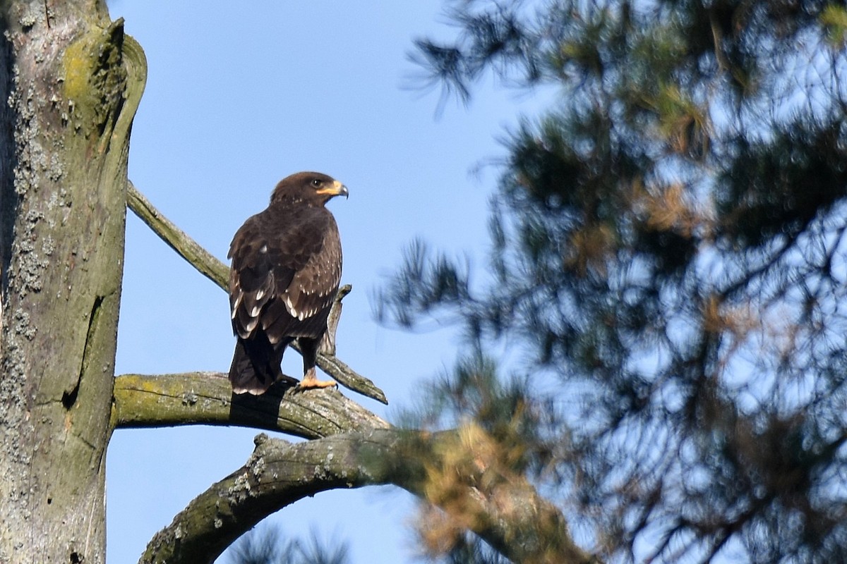 Lesser Spotted Eagle - Lukasz Pulawski