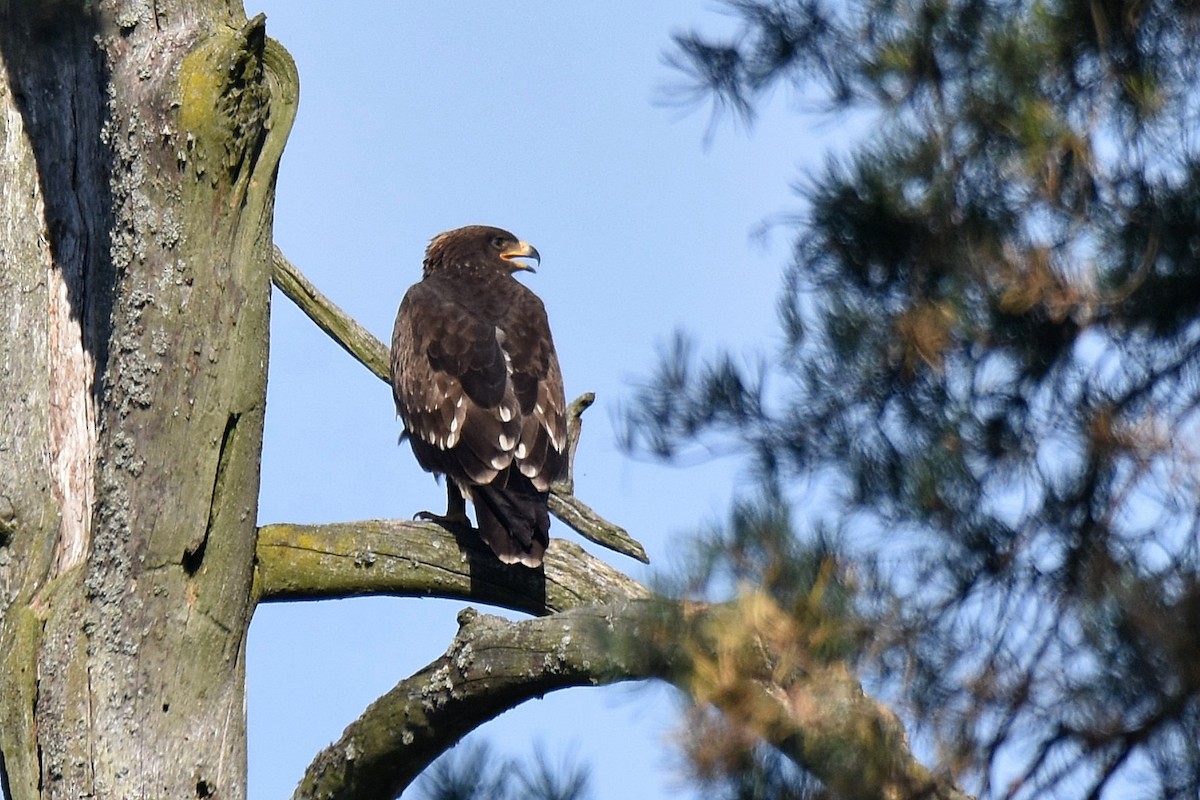 Águila Pomerana - ML623762361