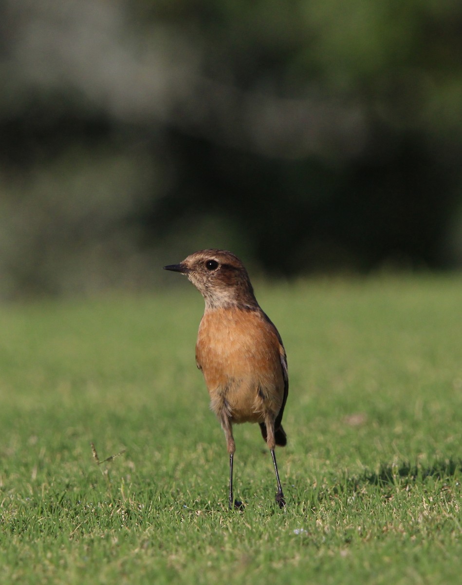 European Stonechat - Nelson Fonseca