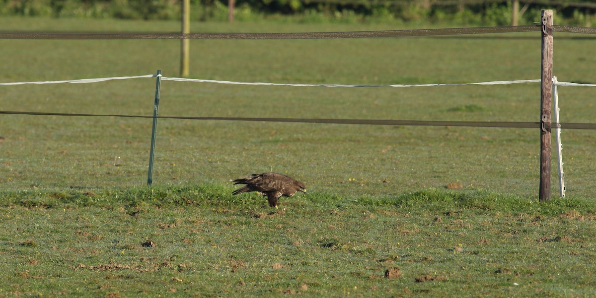 Common Buzzard - Andrew Steele