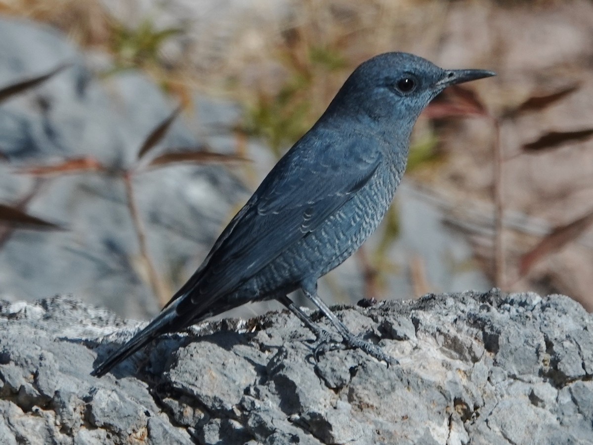 Blue Rock-Thrush - ML623762395