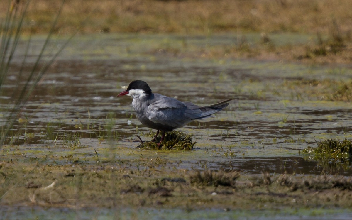 Whiskered Tern - ML623762396