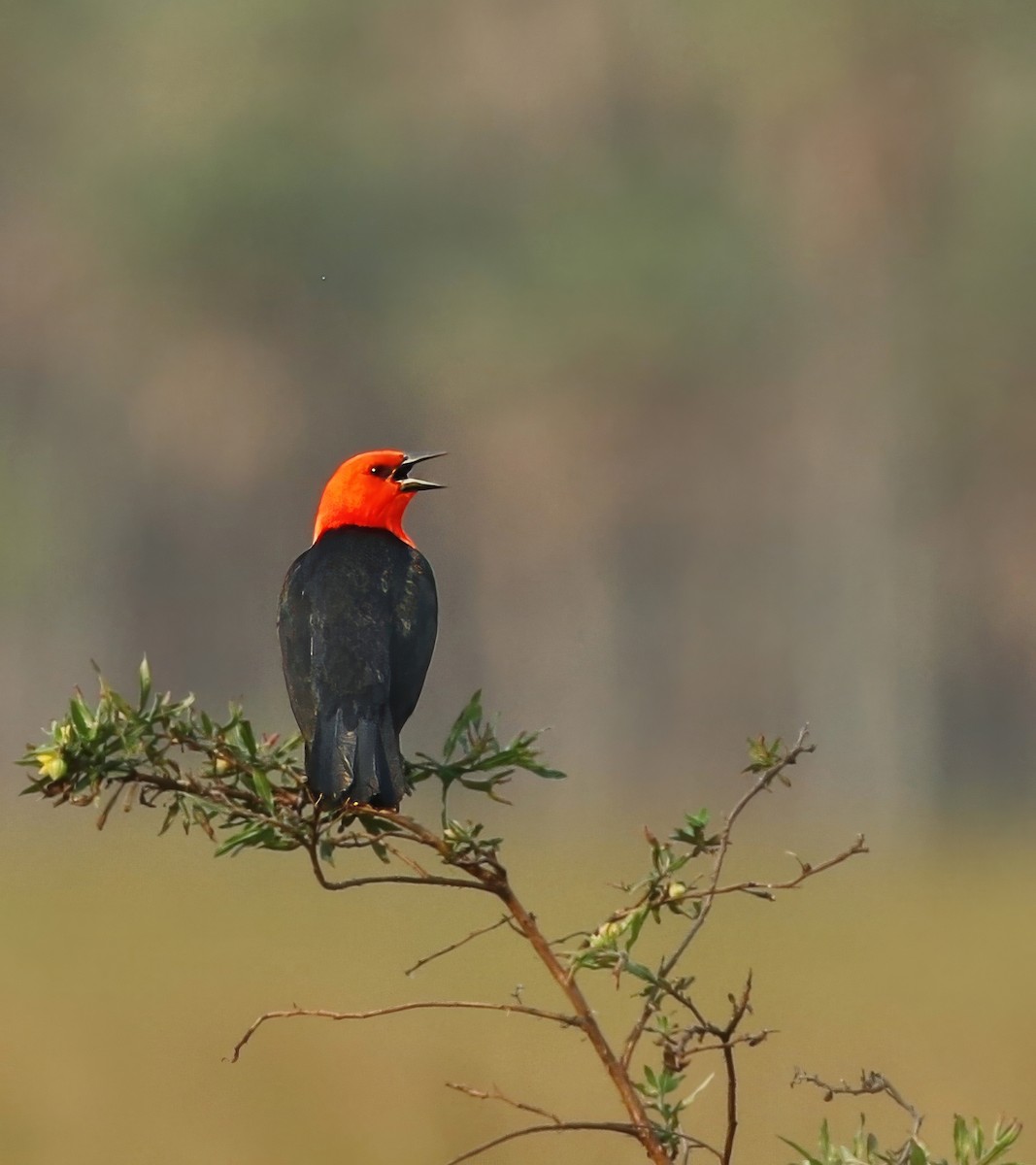 Scarlet-headed Blackbird - ML623762418