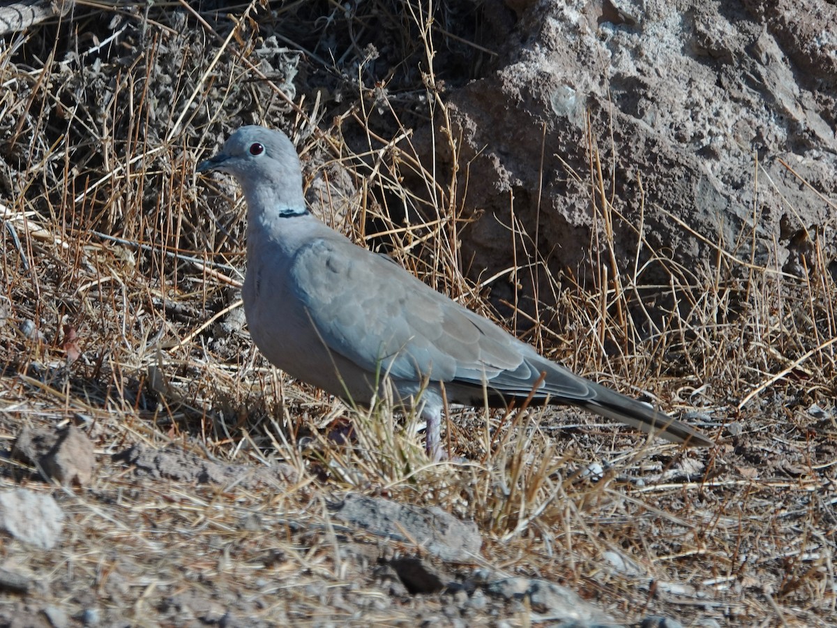 Eurasian Collared-Dove - ML623762426