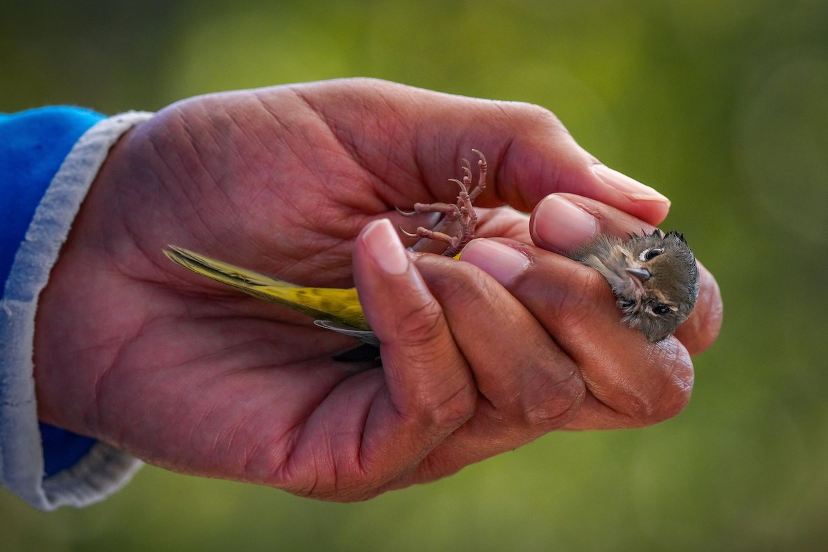 MacGillivray's Warbler - ML623762434