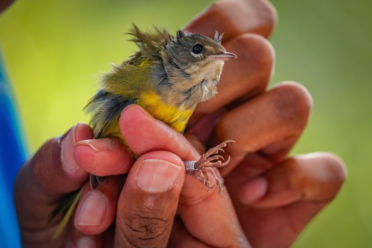 MacGillivray's Warbler - ML623762435