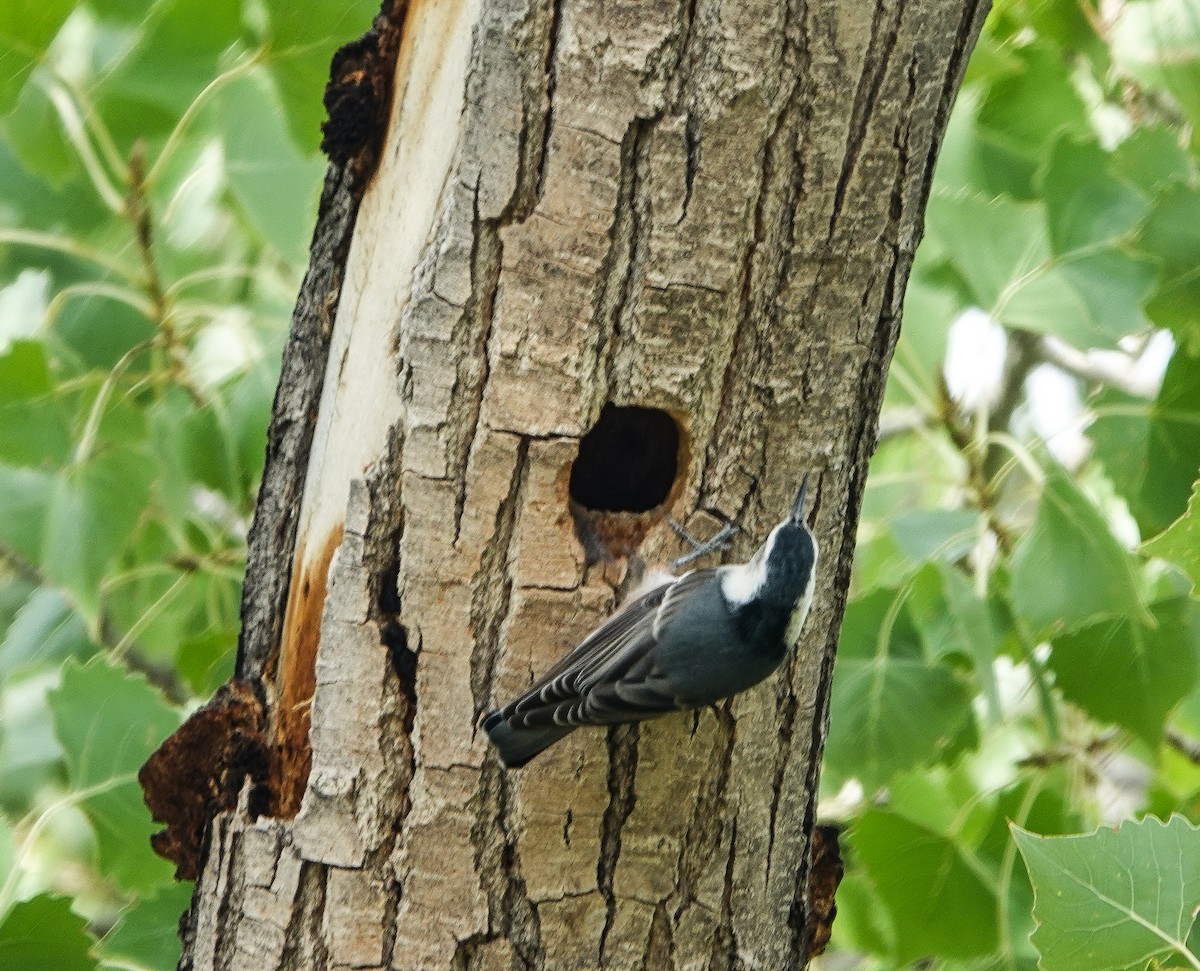 White-breasted Nuthatch - ML623762455