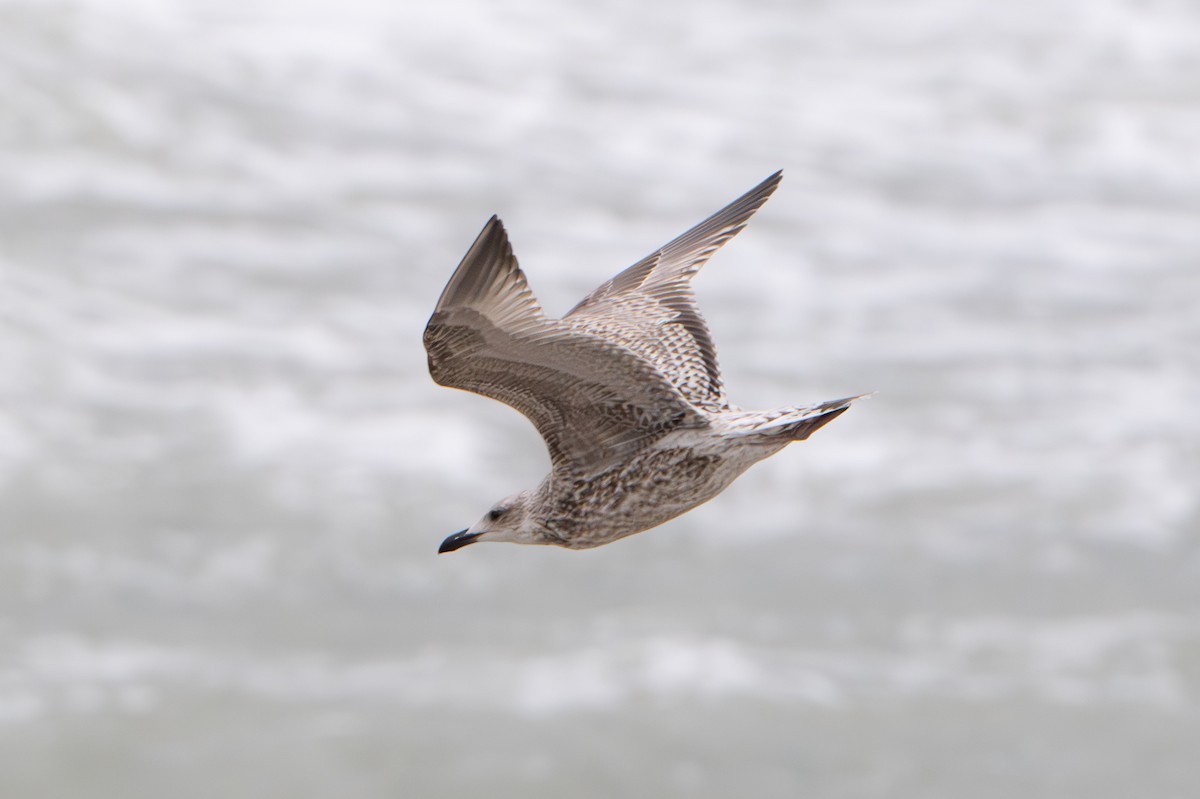 Herring Gull - Guido Van den Troost