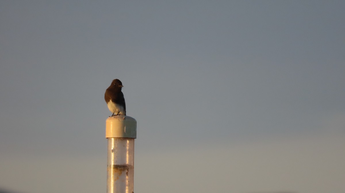 Black Phoebe (Northern) - Anne (Webster) Leight