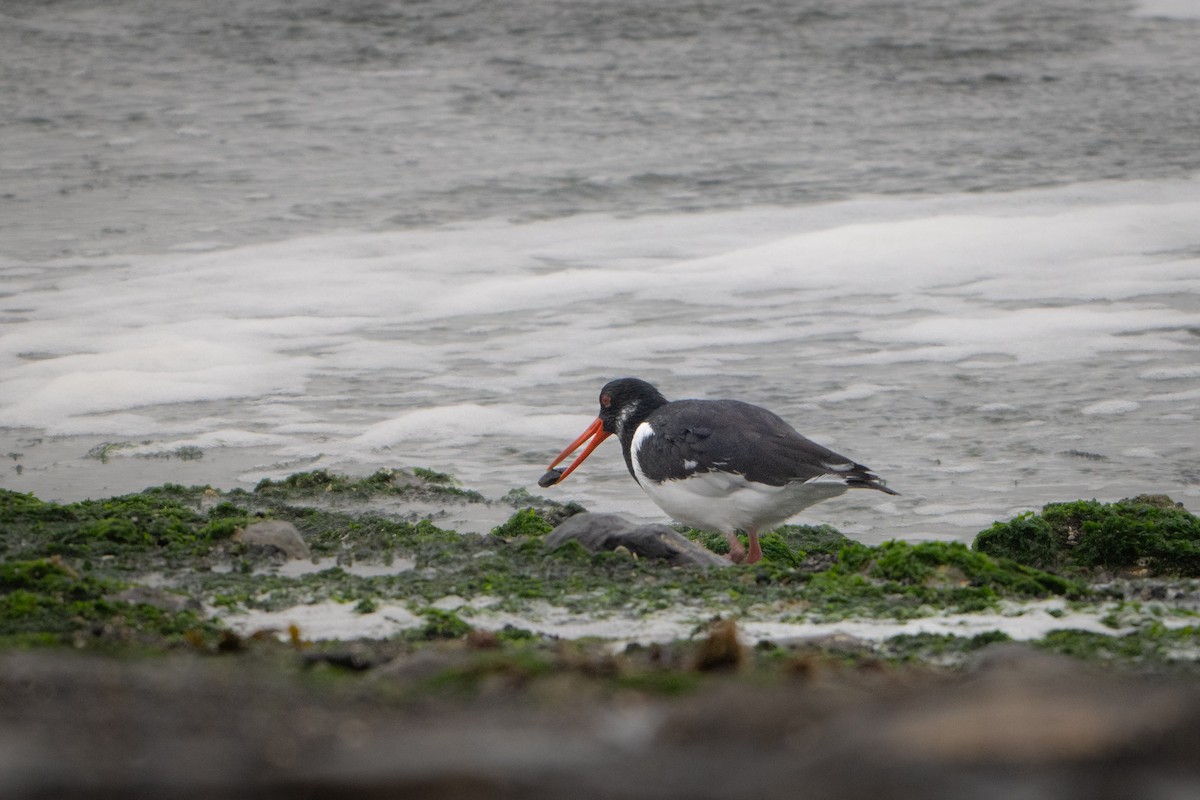 Eurasian Oystercatcher - Guido Van den Troost