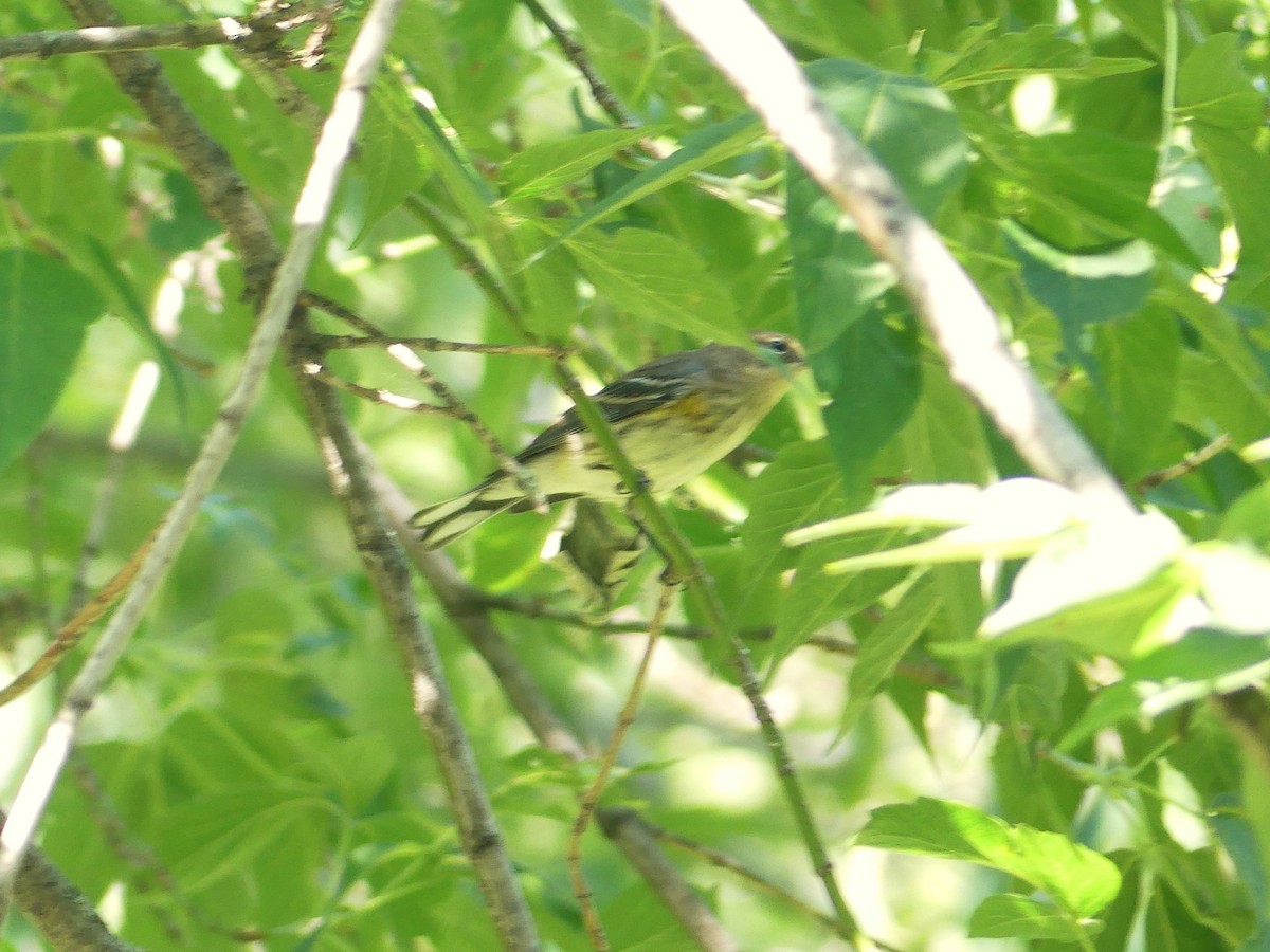 Yellow-rumped Warbler - ML623762534