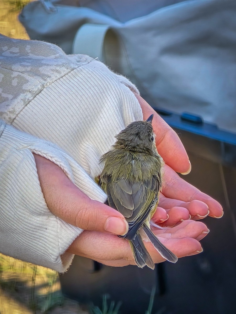 Warbling Vireo - ML623762576