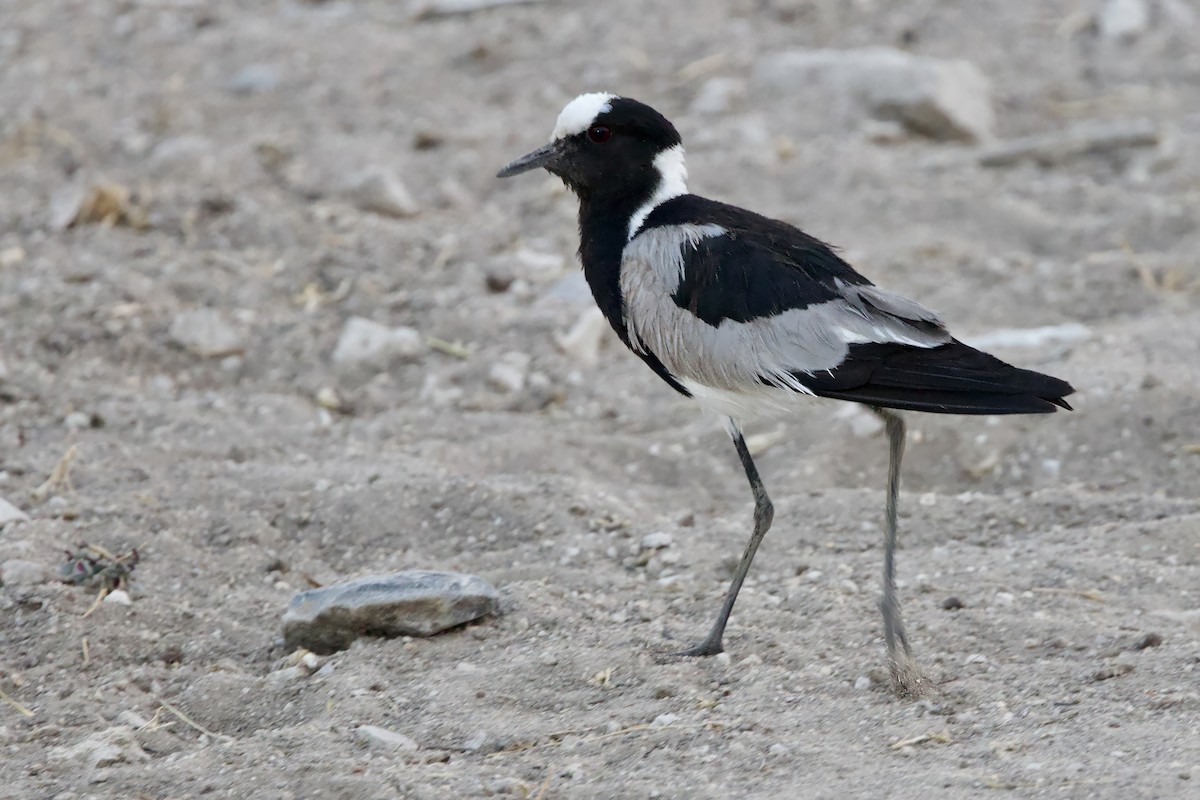 Blacksmith Lapwing - ML623762592