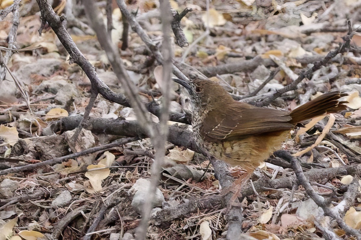 Barred Wren-Warbler - ML623762628