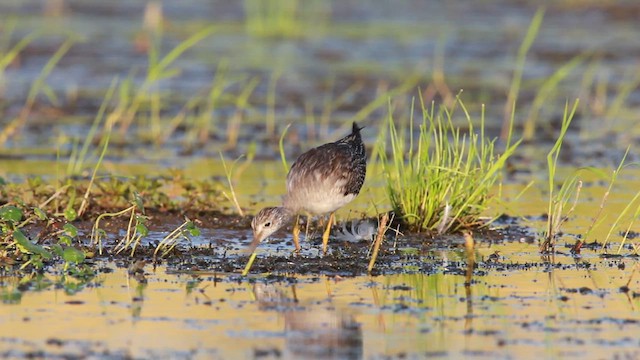 Greater Yellowlegs - ML623762676