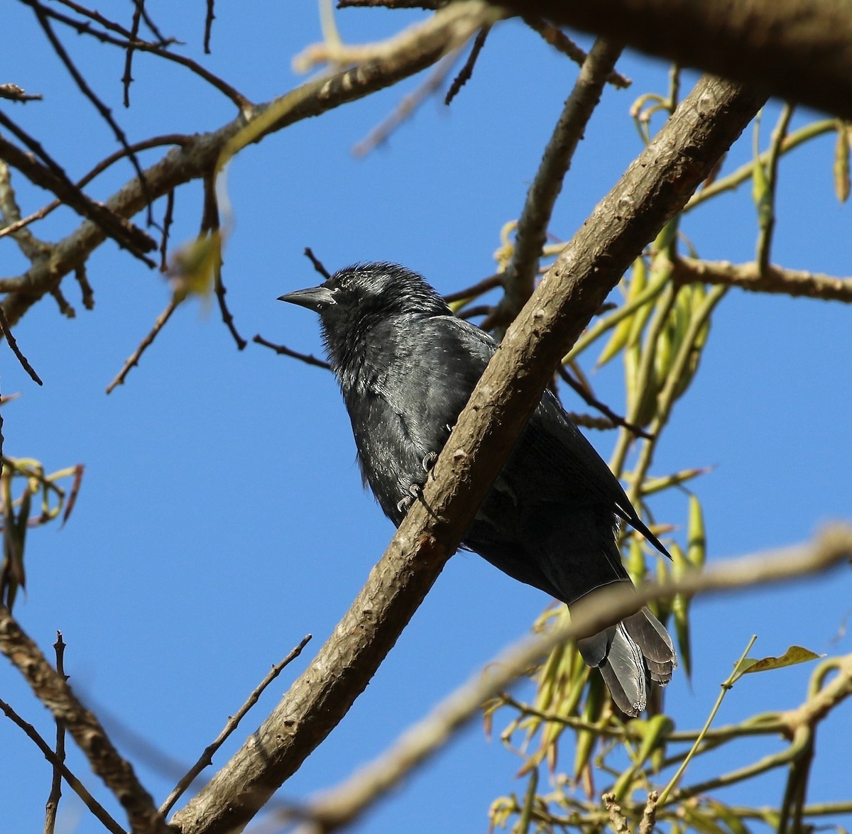 Chopi Blackbird - ML623762692