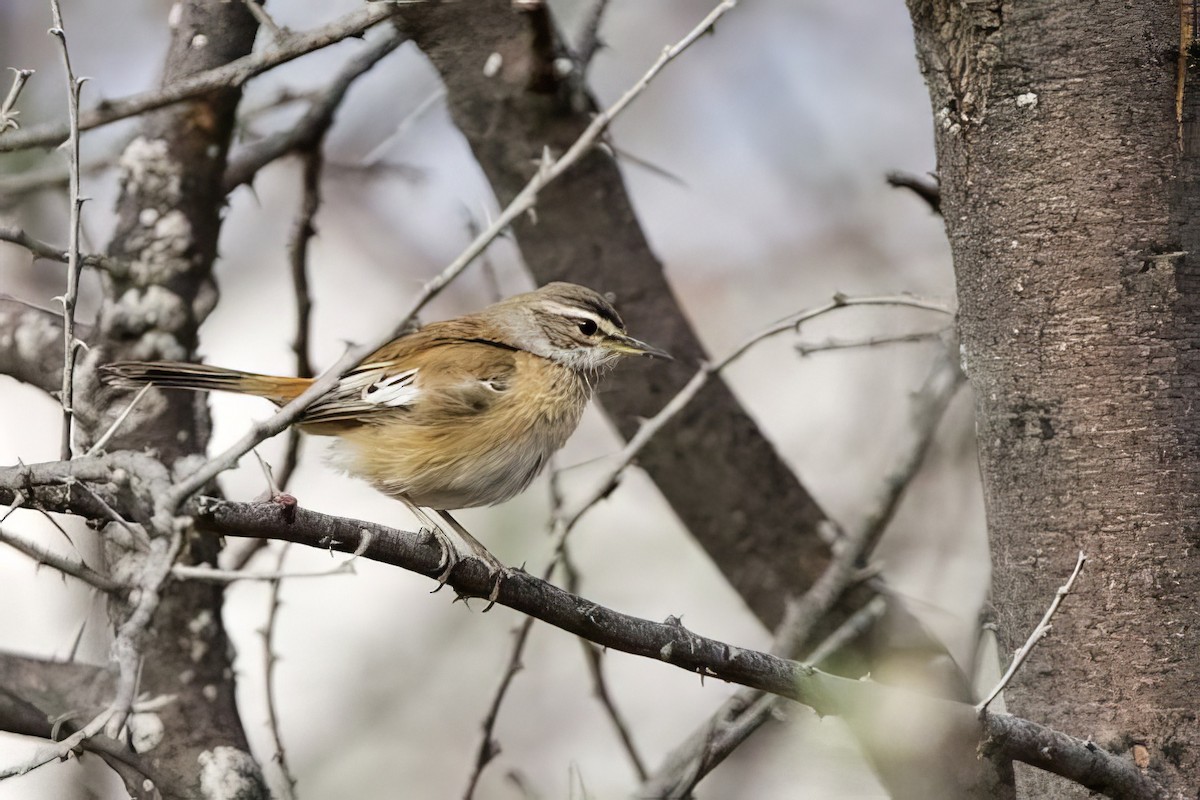 Red-backed Scrub-Robin - ML623762699