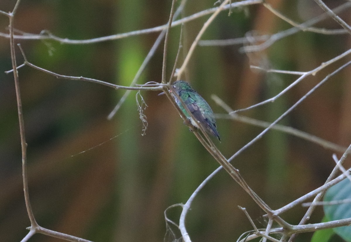 Glittering-throated Emerald - ML623762717