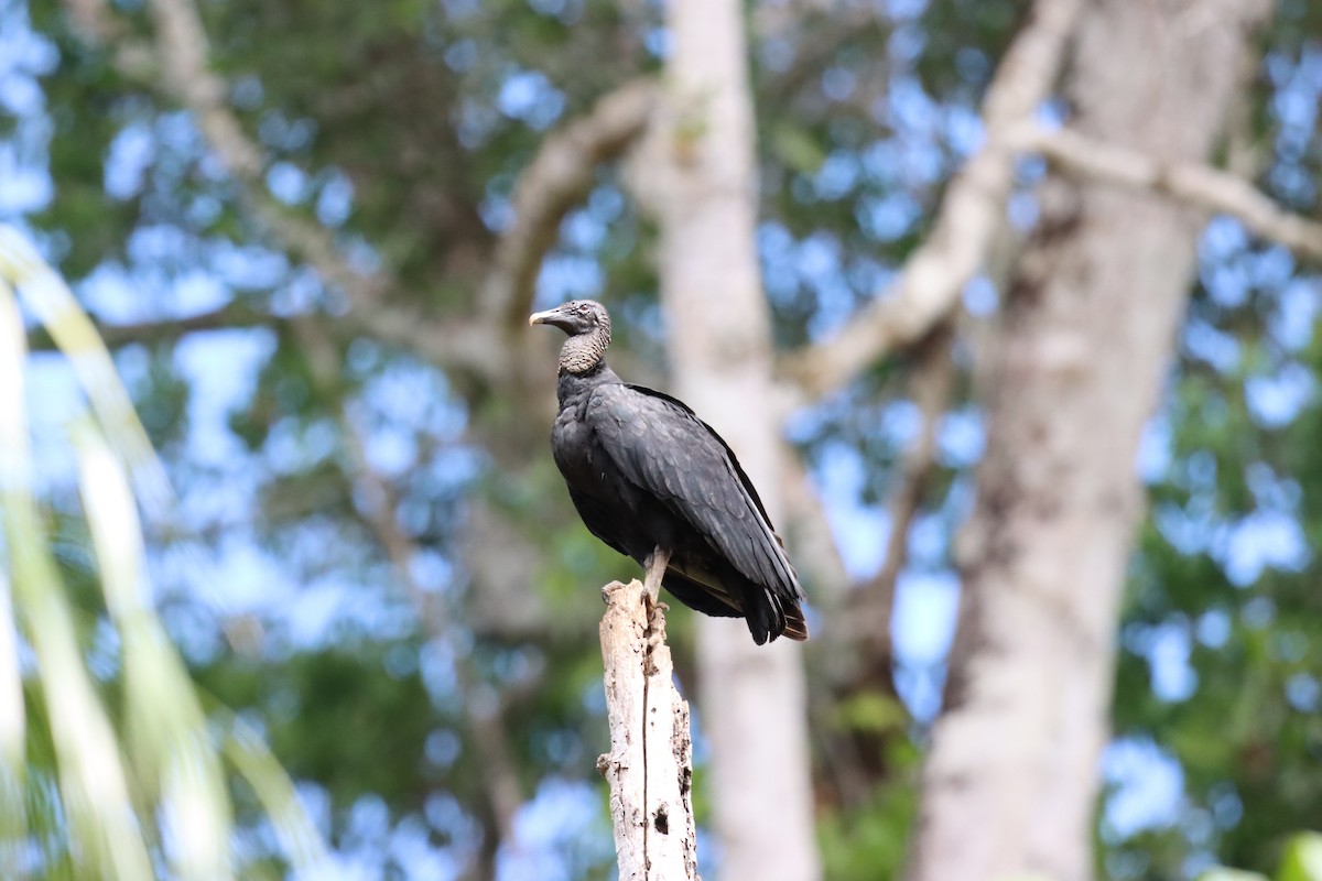 Black Vulture - Henriette de Vries