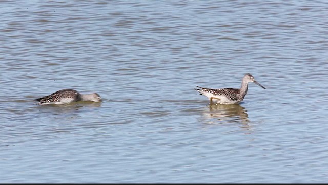 Greater Yellowlegs - ML623762736