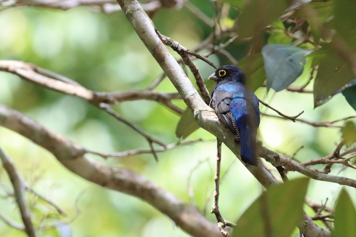 Guianan Trogon - ML623762757