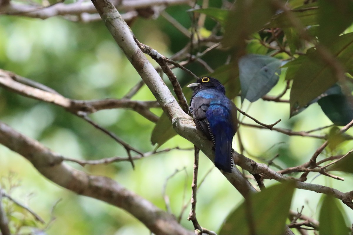 Guianan Trogon - ML623762758